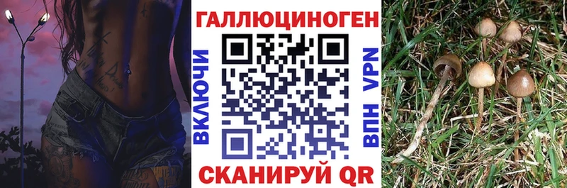 Псилоцибиновые грибы Psilocybe Дятьково